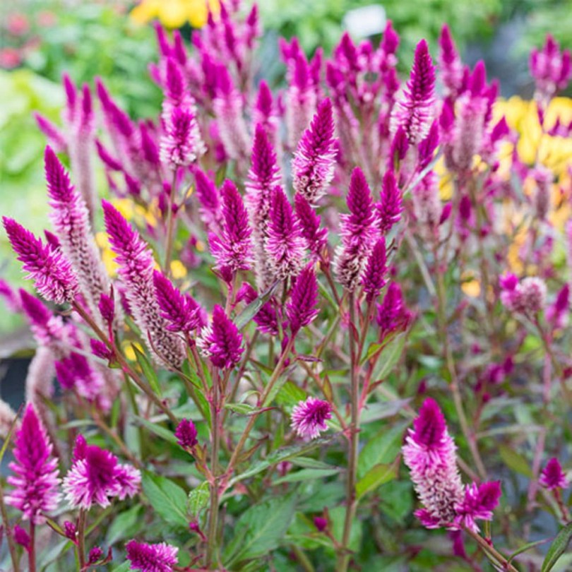 Flamingótoll étkezési celosia - Flamingo Feathers, Deeringia spicata, amaránt, gabona
